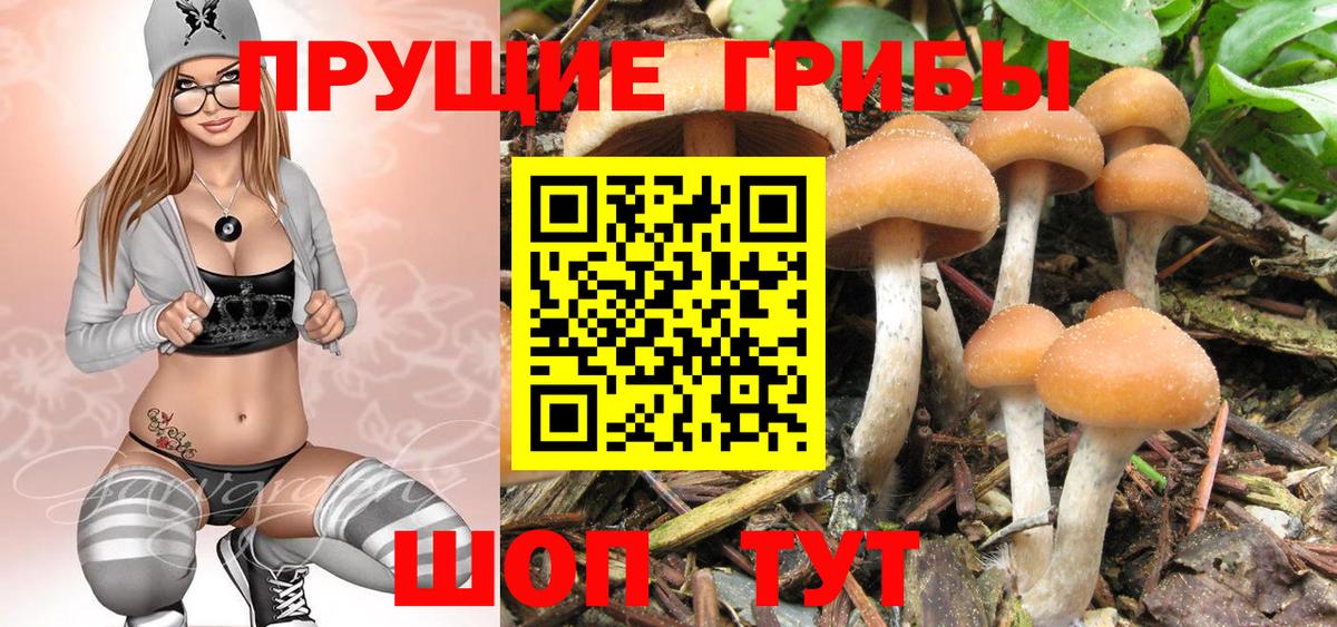 Галлюциногенные грибы Psilocybine cubensis Егорьевск